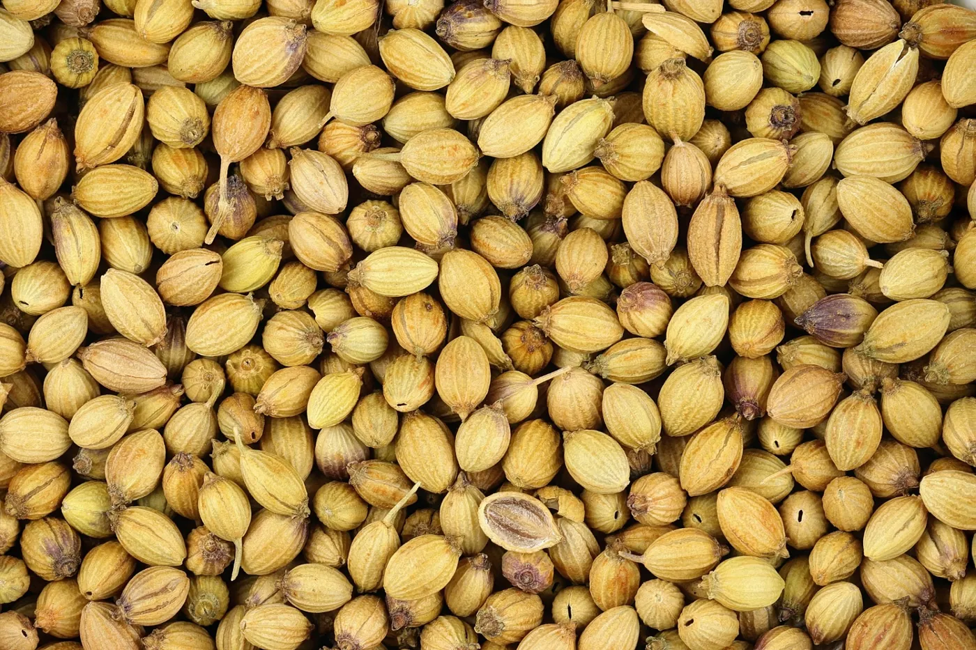 Premium Indian Coriander Seeds for export