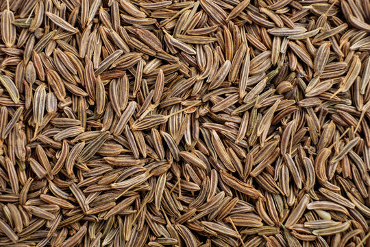 Premium Indian Cumin Seeds (Jeera) for export